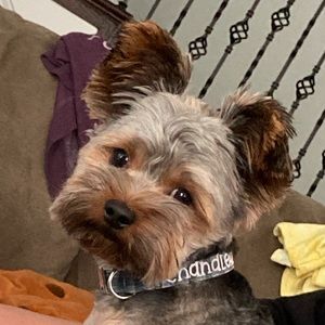 Meet your Posher, Rachel